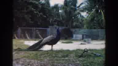 Miami Florida (1960): Peacock Bird Free In The Zoo Wont Moving In His Area