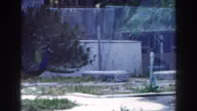 Miami Florida (1960): View Of Black Toucan Bird Sitting On Wire Fence On A Cloudy