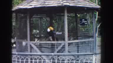 Miami Florida (1960): Caged Animals Pacing In Cage Due To High Anxiety From Zoo