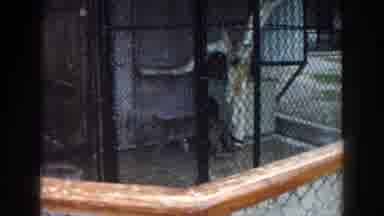 Miami Florida (1960): An Animal That Has Spots And A Long Tail Pacing In A Cage