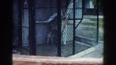 Miami Florida (1960): A Zoo With Little Jaguars And A Monkey