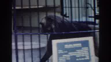 Miami Florida (1960): View Of Black Monkey Walking Behind Black Bars On A Clear
