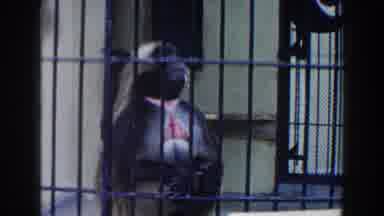 Miami Florida (1960): That Monkey Looks So Sad At The Zoo Without Visitors