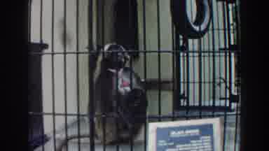 Miami Florida (1960): The Life And Routine Of Animals Locked And Trapped In Cages