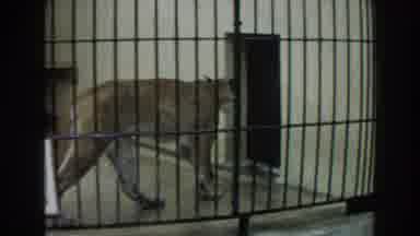Miami Florida (1960): View Of Mountain lion Pacing Behind Bars Of Indoor Yellow