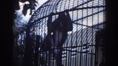 Miami Florida (1960): Animals In Cages In A Zoo With Pokeys Climbing And A Tiger