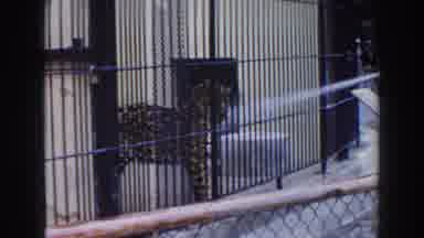 Miami Florida (1960): Spraying A Caged Leopard With Water From A Pipe Though The