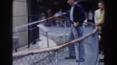 Miami Florida (1960): Man With Garden Hose Sprays Water On Big Spotted Cat Could