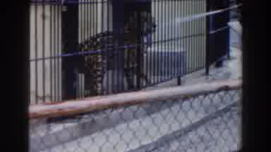 Miami Florida (1960): At The Zoo A Leopard Is Being Sprayed With A Hose By Its