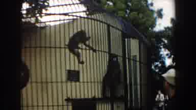 Miami Florida (1960): One Young And One Adult Monkey In A Cage At A Zoo Being