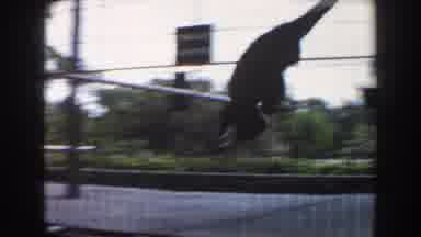 Miami Florida (1960): Two Monkeys Chimps Playing On A Zoo Cage Jumping Around