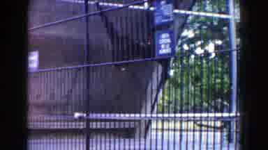 Miami Florida (1960): Two Monkeys Fights In Shier Cell At The Zoo In Front Of