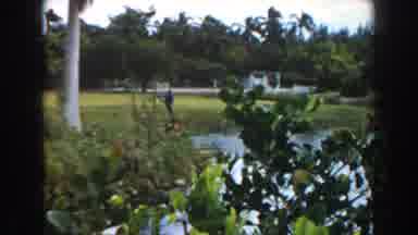 Miami Florida (1960): A Giraffe On A Big Cage Eating Some High Tree Leafs And Then