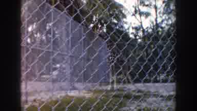 Miami Florida (1960): A Giraffe Staring Outside Of Its Cage A Camel Is Shown