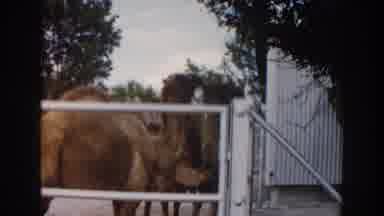 Miami Florida (1960): Two Camels In The Yard Grazing From The Leaves Of A Tree
