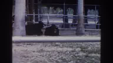Miami Florida (1960): Two Large Black Bulls With Long Horns Sitting And Eating