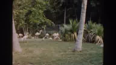 Miami Florida (1960): Flamingos At A Zoo Walking Around And Eating Together Near A