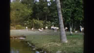 Miami Florida (1960): Flamingos And Other Birds On Grassy Area Near Body Of Water