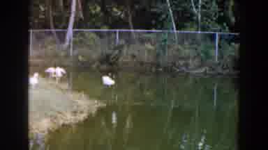 Miami Florida (1960): The Swans Is Swinging In The Lake And The Flemish Are Been