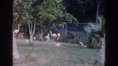 Miami Florida (1960): Group Of Flamingos On Grassy Area Inside Chain Link Fence