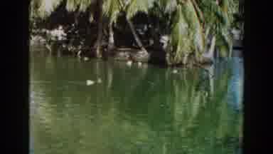 Miami Florida (1960): Flamingos Near Water With White Ducks Swimming And Palm Tree
