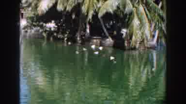 Miami Florida (1960): The Two Birds Walk Along The Sand Near A Pond
