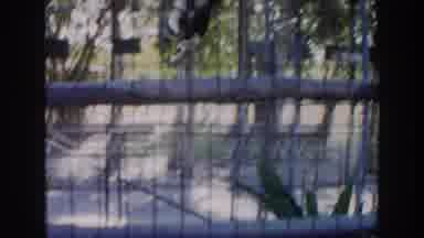 Miami Florida (1960): Birds Flying All Over The Place Within Their Respective
