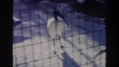 Miami Florida (1960): Birds With A Long Beak And Two Apes In A Zoo