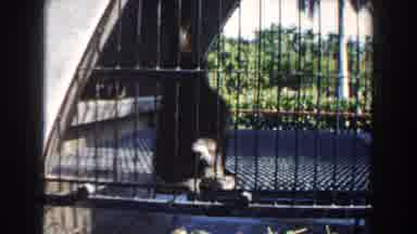 Miami Florida (1960): Adorable Sloth Making Moves Trying To Get Out Of His Cage