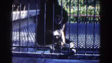 Miami Florida (1960): A Monkey And A Gorilla In A Cage Playing Together