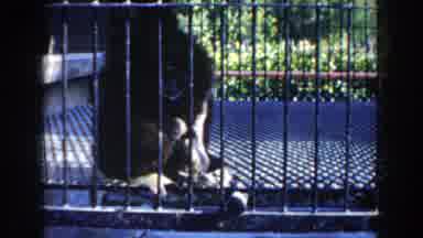 Miami Florida (1960): Monkeys Inside Their Cage Looking At The Cactus