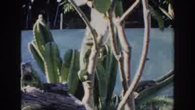 Miami Florida (1960): Lizard Animal Reptile Sitting Underneath A Cactus On A Log