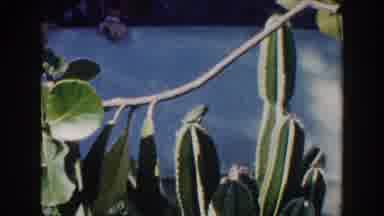 Miami Florida (1960): Cactus Plant Grow Graciously Among Other Plant Of Different