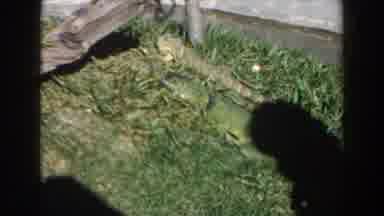 Miami Florida (1960): Two Chameleons Plays Around And A Man Watches On Standing