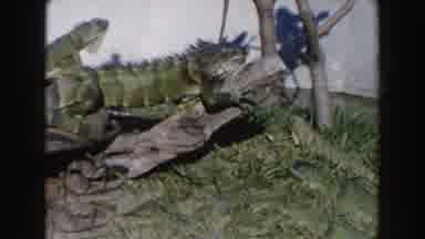 Miami Florida (1960): A Bunch Of Animals In Their Recreated Habitats In A Zoo