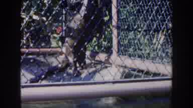 Miami Florida (1960): Poor Little Animal Suffers In A Cage In An Park