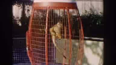 Miami Florida (1960): Monkey At A Zoo Scratches Itself In A Big Red Cage As People