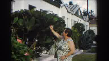 Miami Florida (1960): Lady In Dress Walking In Her Garden Taking Leaves From The