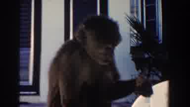 Miami Florida (1960): A Little Monkey Eating Something Outside Of A House And