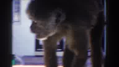 Miami Florida (1960): A Monkey Chewing And Then Looking Around Being Alert And
