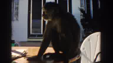 Miami Florida (1960): A Monkey Trying To Catch A Fly On The Face Of Another Monkey