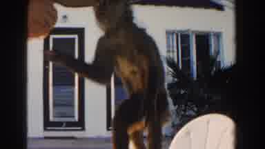 Miami Florida (1960): Cute Little Monkey Being Fed By Person On A Beautiful Sunny