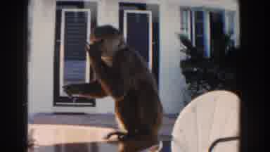 Miami Florida (1960): A Guy Pulling On A River Or Pool After A Monkey Eating
