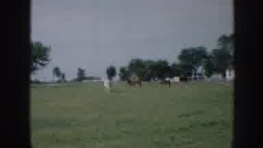 Nebraska (1958): Cows In A Grass Field With Trees And A Gray Sky In The Background