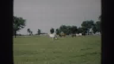 NEBRASKA-1958: Horses Grazing In Green Field Near Trees
