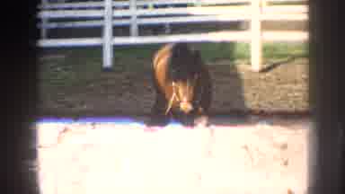 Nebraska (1958): Horse With Muzzle In The Corral Hot Air Tree Travels Between The
