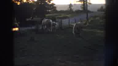 Nebraska (1958): Person Looking After Horses And Pony Eating Field Country Farm
