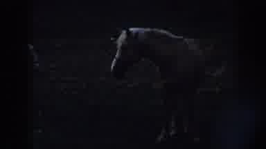 Nebraska (1958): Two Young Horses In Harnesses Trotting About In A Pasture