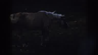 Nebraska (1958): White Horse Walking In Green Field With Children Following It