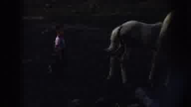 Nebraska (1958): Boy Wearing Blue Pants Follows Pair Of White Horses On A Cloudy